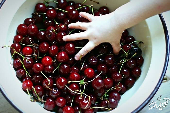 فواید آلبالو در طب سنتی خواص آلبالو